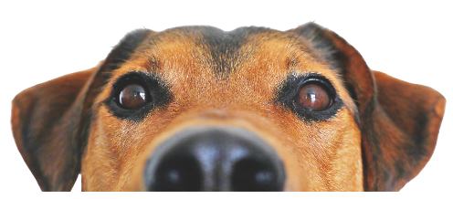 Getting your nose in at at David Bones Pet Boutique Nelson Bay