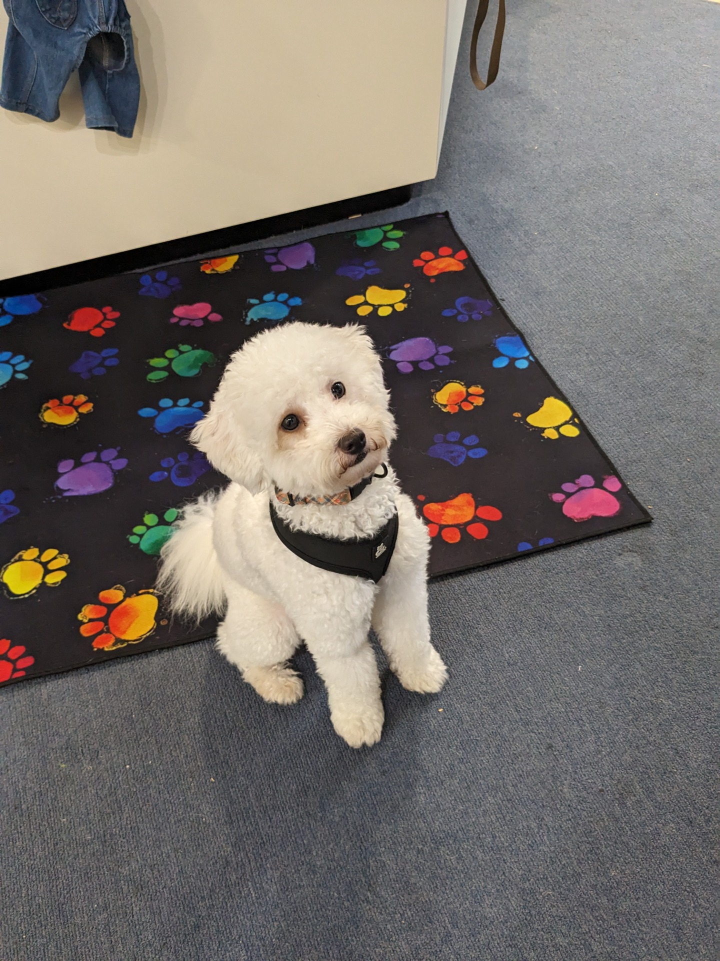 Here is Casper, patiently waiting for his treat.